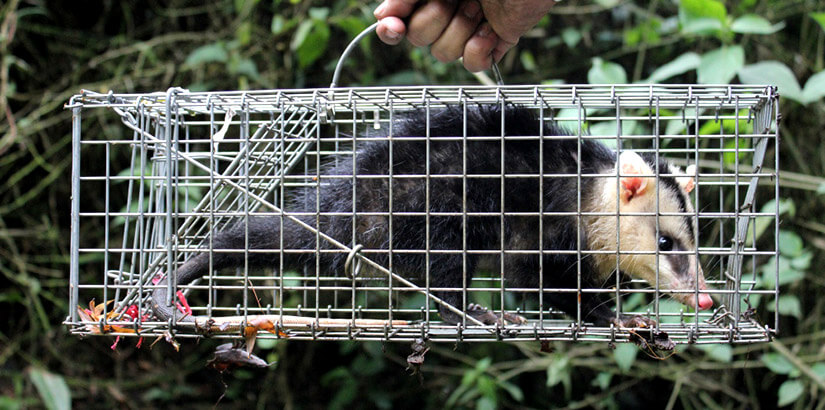 Estudio de línea base del componente biótico, para el tramo del PR 18 al 48 (Fauna)