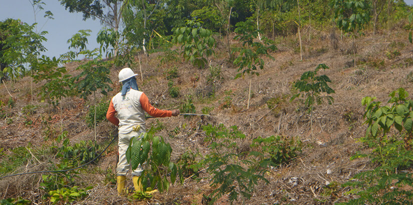 Siembra de plantas nativas en zona de recarga hídrica del municipio de Yondó