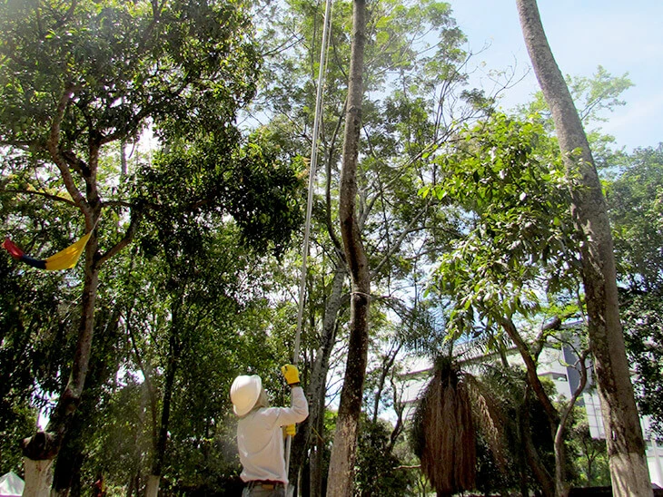 0018-caracterizacion-fauna-flora-intercambiador-meson-bucaros-02