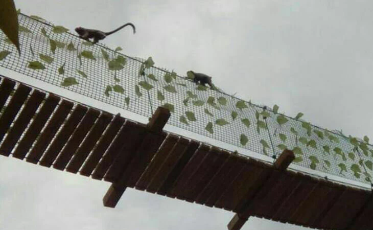 0031-construccion-puente-paso-fauna-01