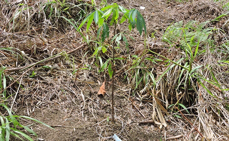 0032-compensacion-forestal-floresta-maceo-01