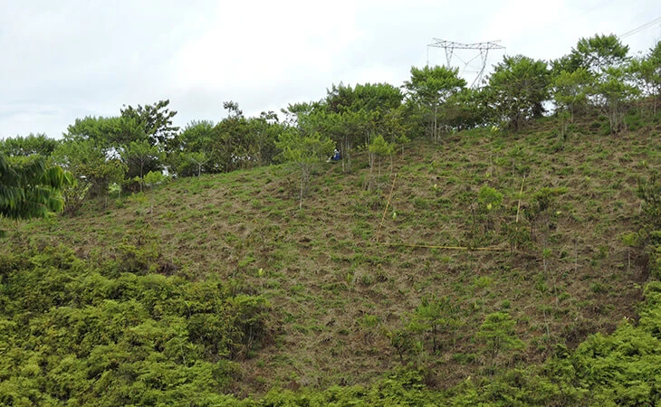 0032-compensacion-forestal-floresta-maceo-07