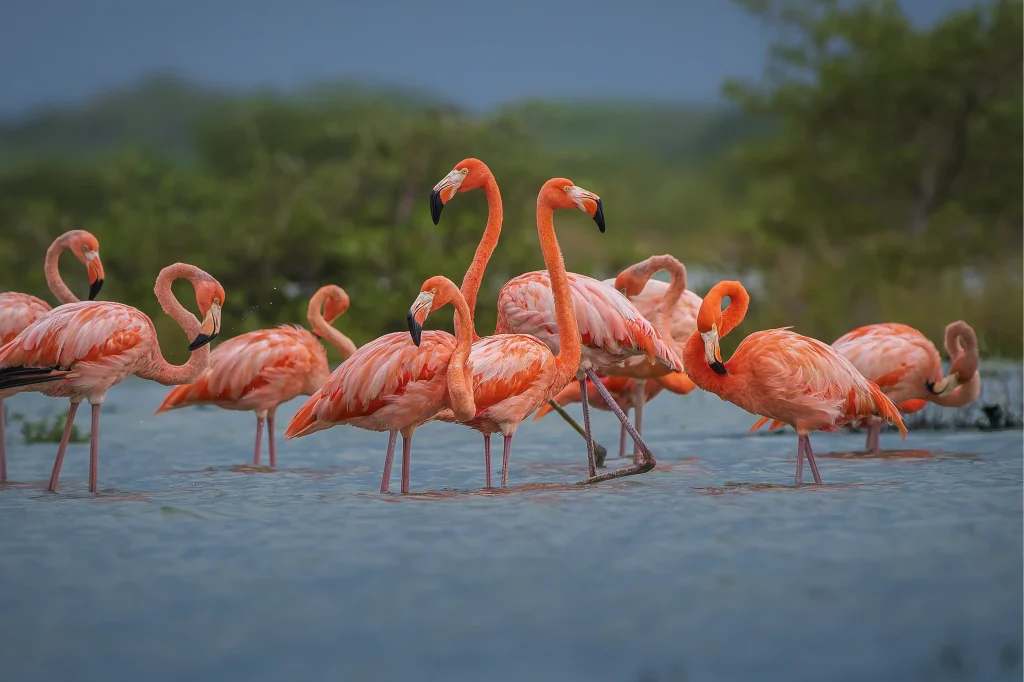 Flamingos - La Guajira