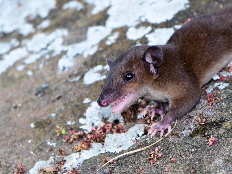 Andean Short-tailed Opossum - Monodelphis adusta