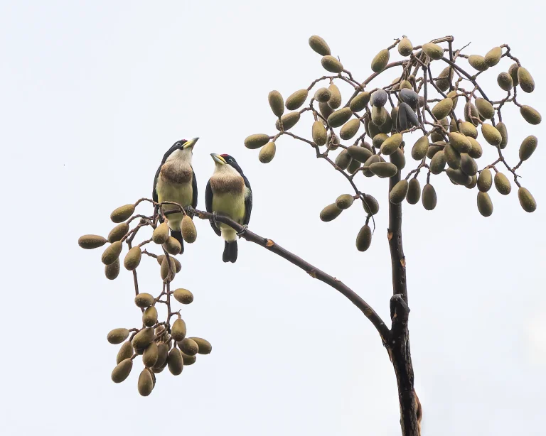 Capitos en Árbol de Cedro