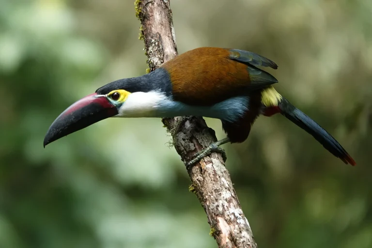 Black-Billed Mountain Toucan - Andigena nigrirostris