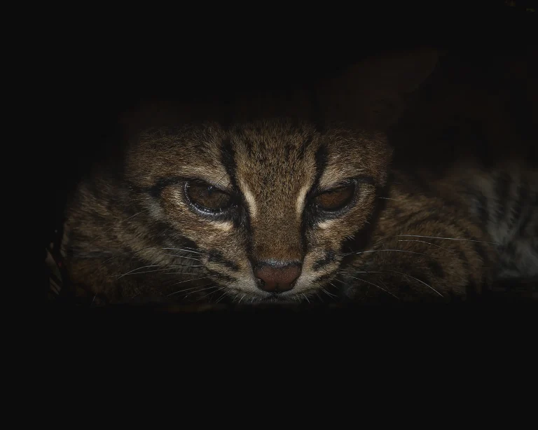 Margay - Leopardus wiedii