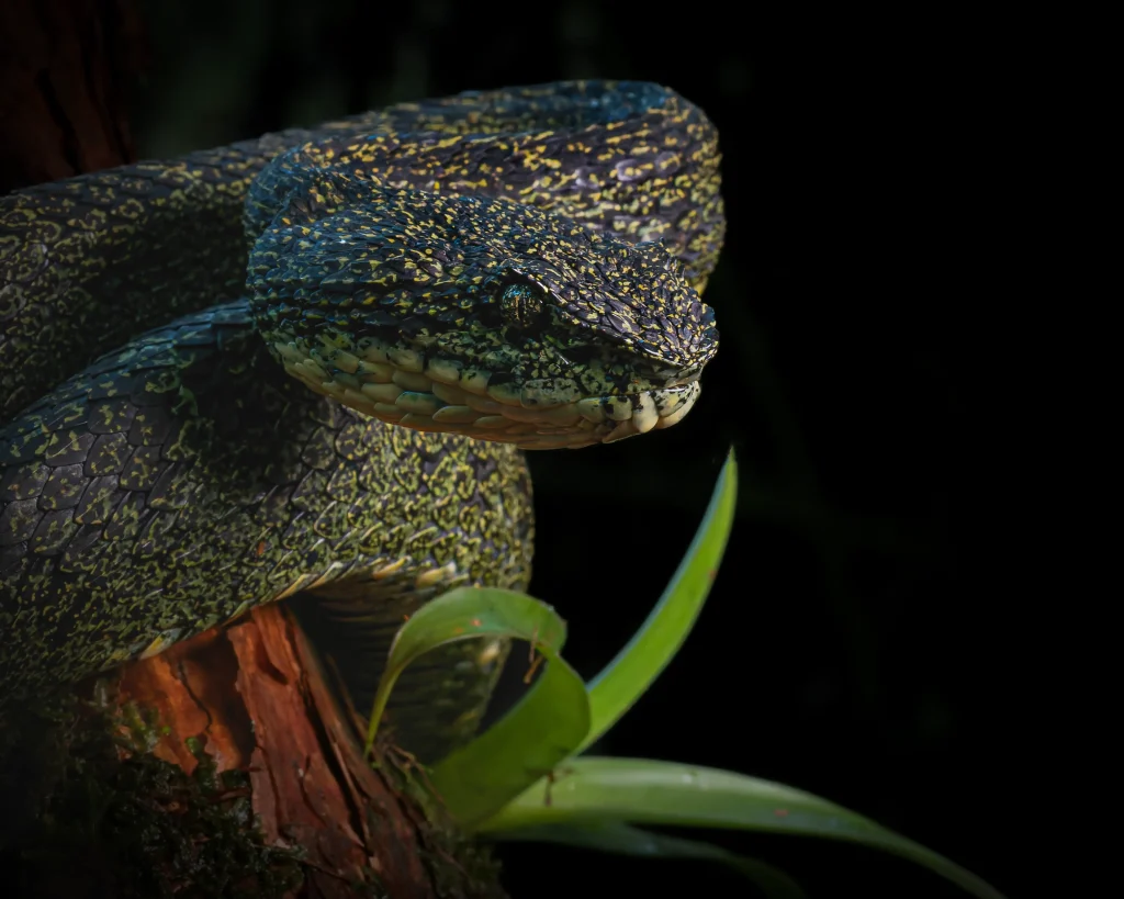 Víbora de Pestañas - Botriechis sp.